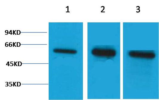 β Tubulin Rabbit pAb