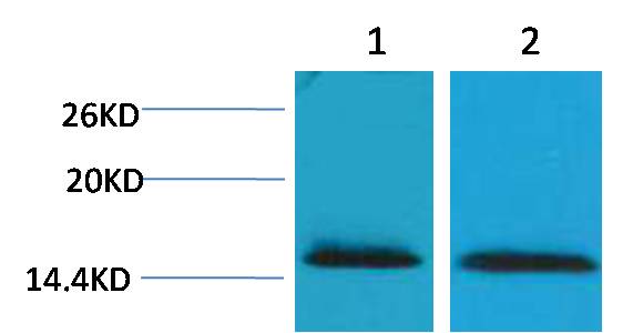 Histone H2B(Tri Methyl Lys43)  Rabbit pAb