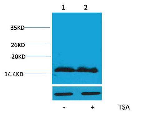 Histone H4(Acetyl Lys91)  Rabbit pAb