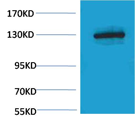 E-Cadherin Rabbit pAb