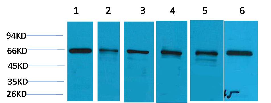 AMPK α1 Rabbit pAb