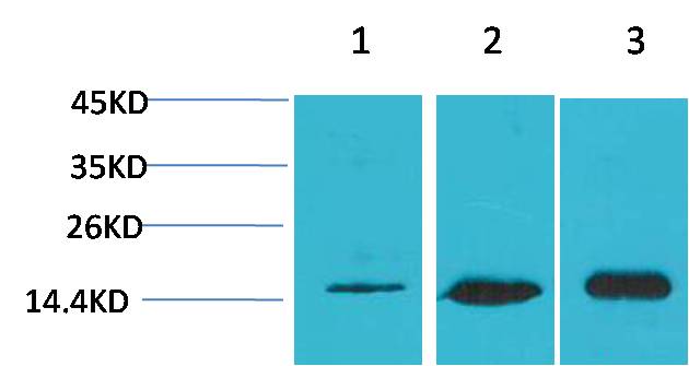 LC3B Rabbit pAb