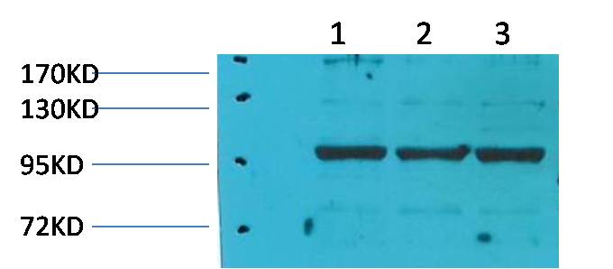 eEF1A2 binding protein Rabbit pAb