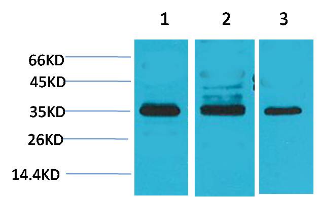 Cav γ4 Rabbit pAb