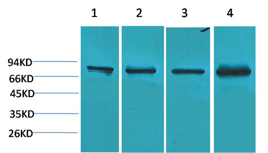 PI3 Kinase P85α  Rabbit pAb