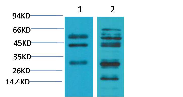 TGFβ1 Rabbit pAb