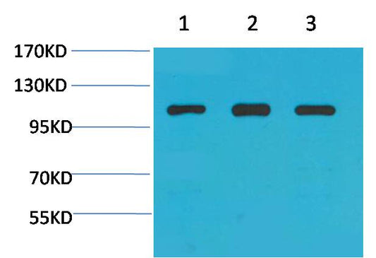 α-actinin Rabbit pAb