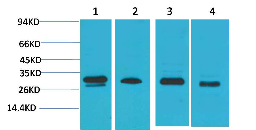 AMPKβ2 Rabbit pAb