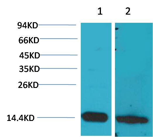 S100 β Rabbit pAb