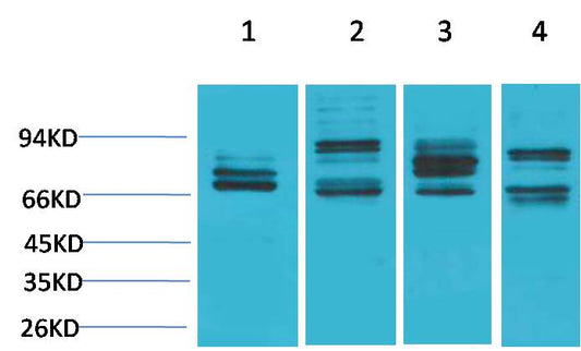 Nrf2 Rabbit pAb