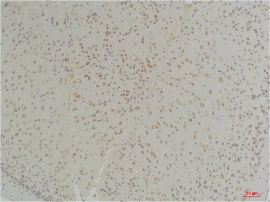 Connexin-26 Rabbit pAb