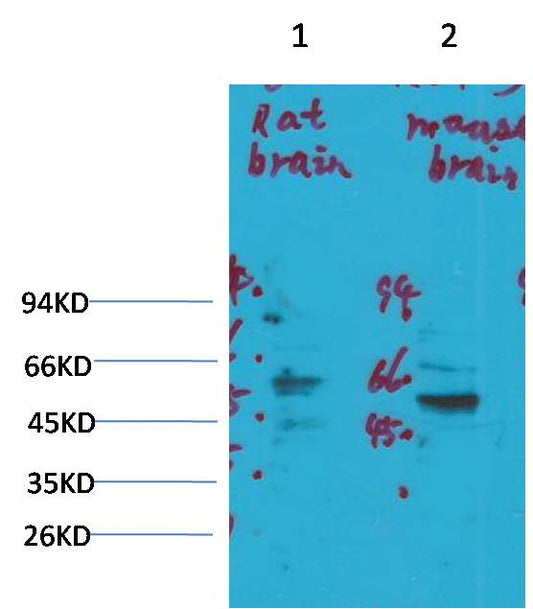 Kv1.3 Rabbit pAb