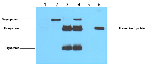 Flag-Tag Mouse mAb