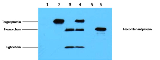 C-Myc-Tag Mouse mAb