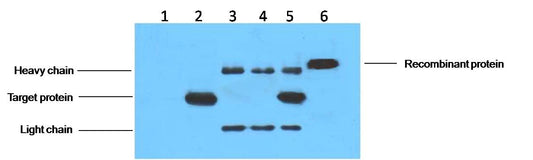 His-Tag Mouse mAb