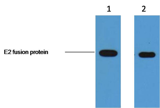 E2-Tag Mouse mAb