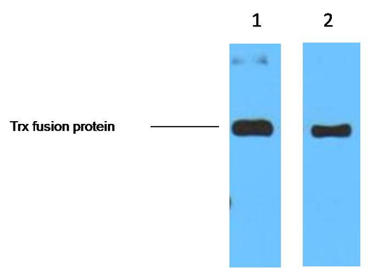 Trx-Tag Mouse mAb