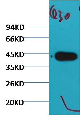 Plant actin Mouse mAb