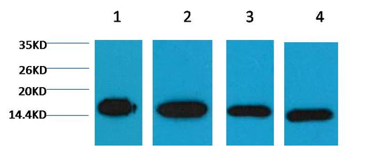 Histone H3 Mouse mAb