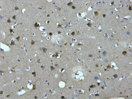MAP2 Mouse mAb