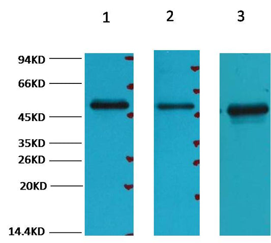 FH/Fumarase Mouse mAb