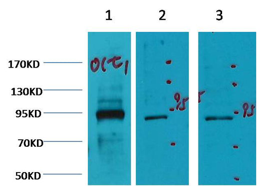 Oct1 Mouse mAb