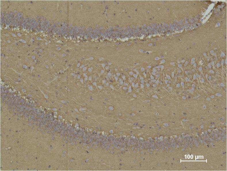 CD15 Mouse mAb