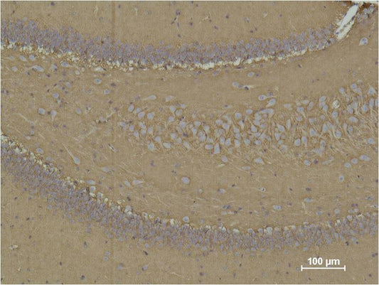 CD15 Mouse mAb