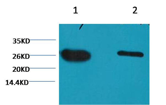 GFP-Tag Mouse mAb