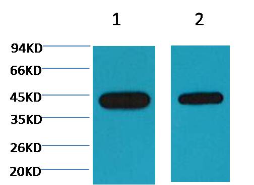 Plant actin Mouse mAb