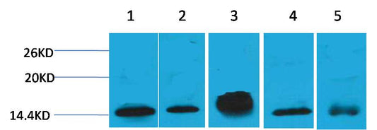 Histone H2B Mouse mAb