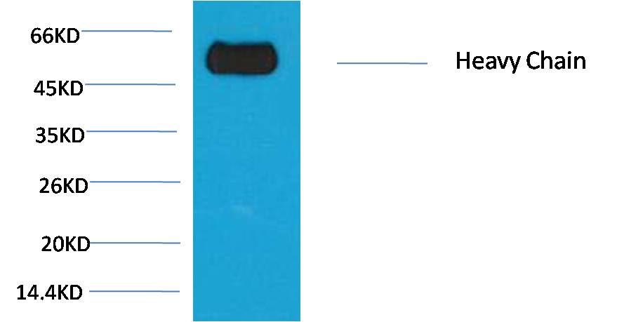Rabbit IgG(Fc specific,Heavy Chain) Mouse mAb