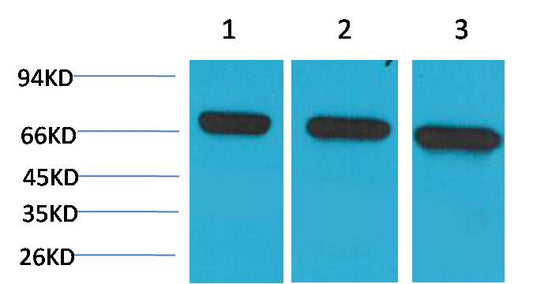 HSC70 Mouse mAb
