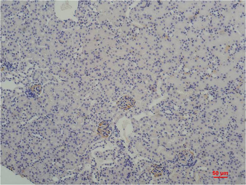 TBP/TATA Binding Protein Mouse mAb