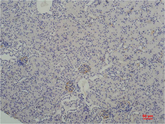 TBP/TATA Binding Protein Mouse mAb