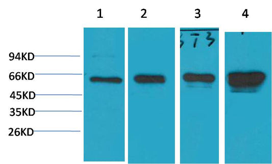 AMPK α1 Mouse mAb