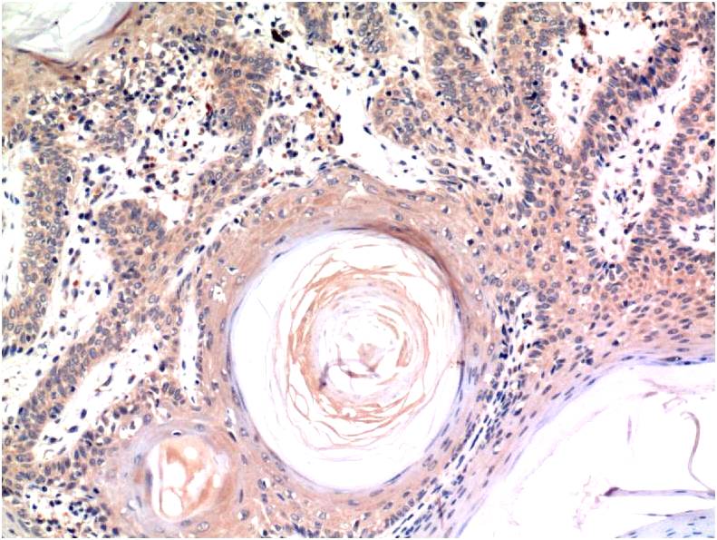 Caspase-3 (4B8) Mouse mAb
