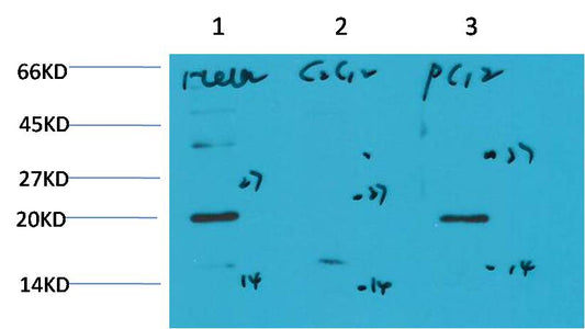 Bax (6F11) Mouse mAb