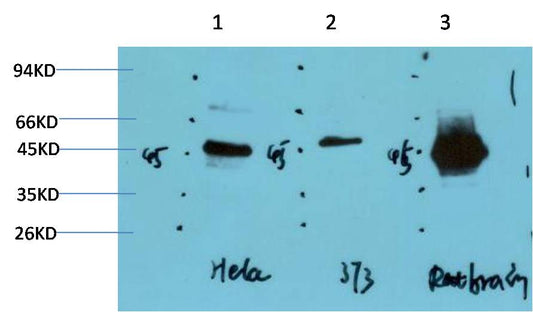 GSK3β (2C6) Mouse mAb