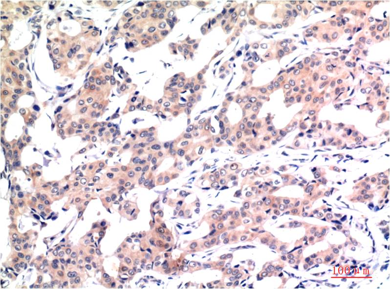 Acetyl-Histone H3 (K9) (2E7) Mouse mAb