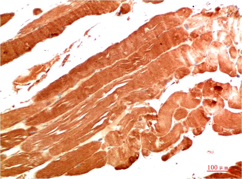 NBR1 (7C3) Mouse mAb