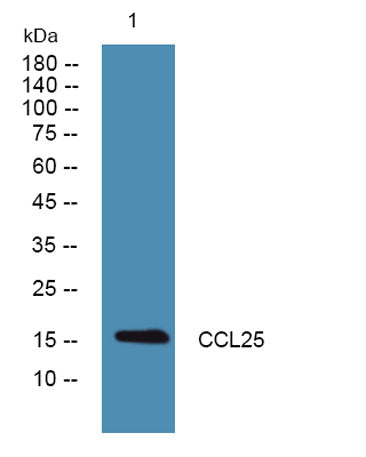 CCL25 rabbit pAb