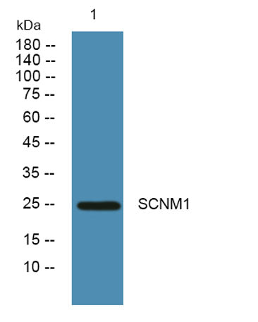 SCNM1 rabbit pAb