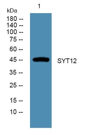 SYT12 rabbit pAb