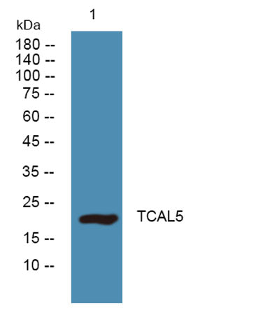 TCAL5 rabbit pAb