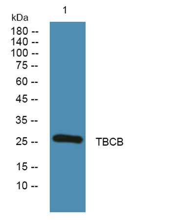 TBCB rabbit pAb
