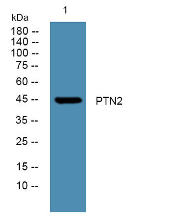 PTN2 rabbit pAb