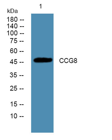 CCG8 rabbit pAb