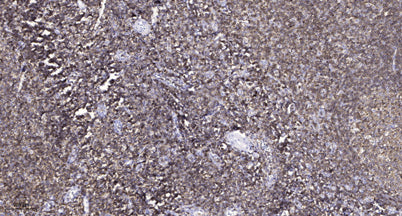 CAC1G rabbit pAb