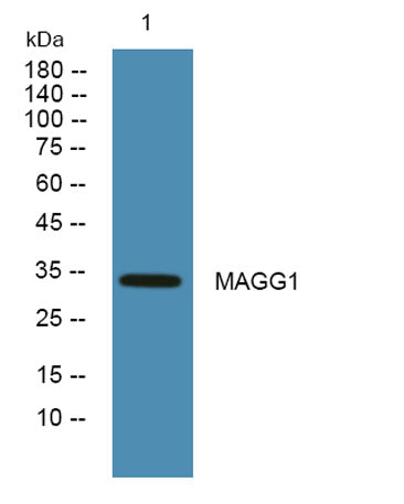 MAGG1 rabbit pAb